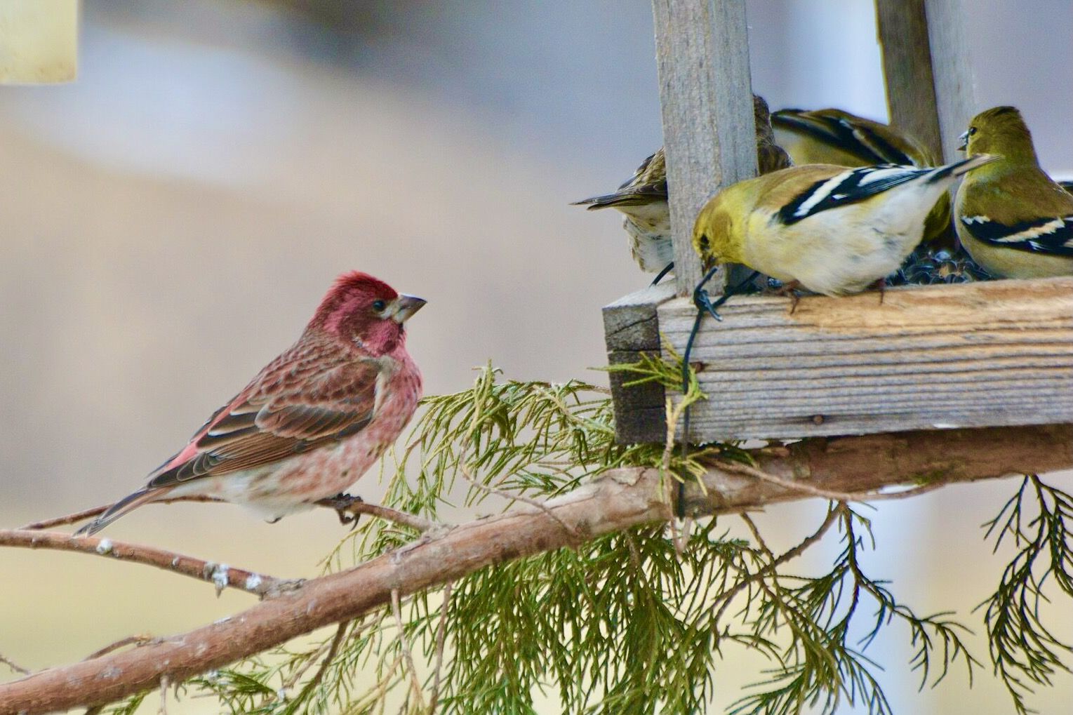 Purple Finch with Goldfinch 2/15/15 Frankie's place by Wildreturn is licensed under CC BY 2.0.